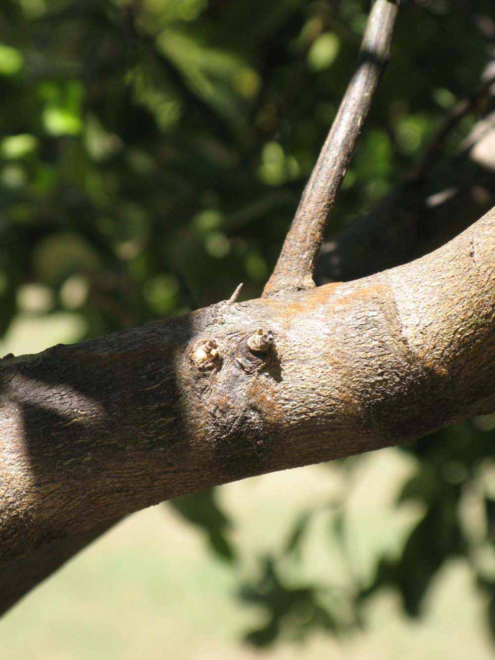              Second - third year twig (Winter Haven, FL)       